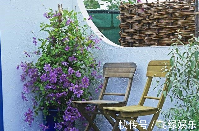 花友养了40年花,唯独对“铁线莲”情有独钟,花开令人惊艳!