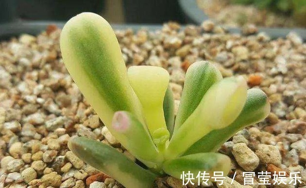 叶花月|多肉筒叶花月如何养教你3个妙招,叶片翠绿光泽,越长越旺!