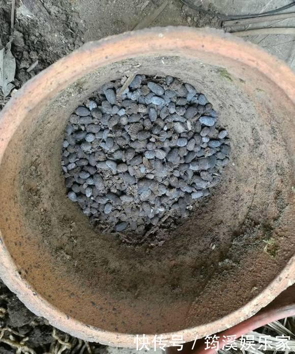 绿萝|4种花爱“吃土”,1年不换盆,盆里全是根不见土,换盆才能长好