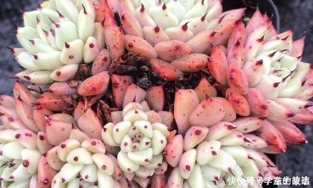 养护|什么季节给多肉植物换盆合适换盆应该注意什么问题之后怎么养护!