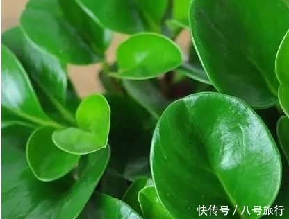 盆栽豆瓣绿长太高了怎么办？豆瓣绿长太高的处理方法