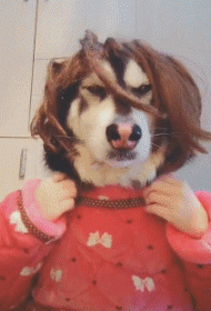 |搞笑GIF:当时就吓懵了 不是说好的只是洗澡吗