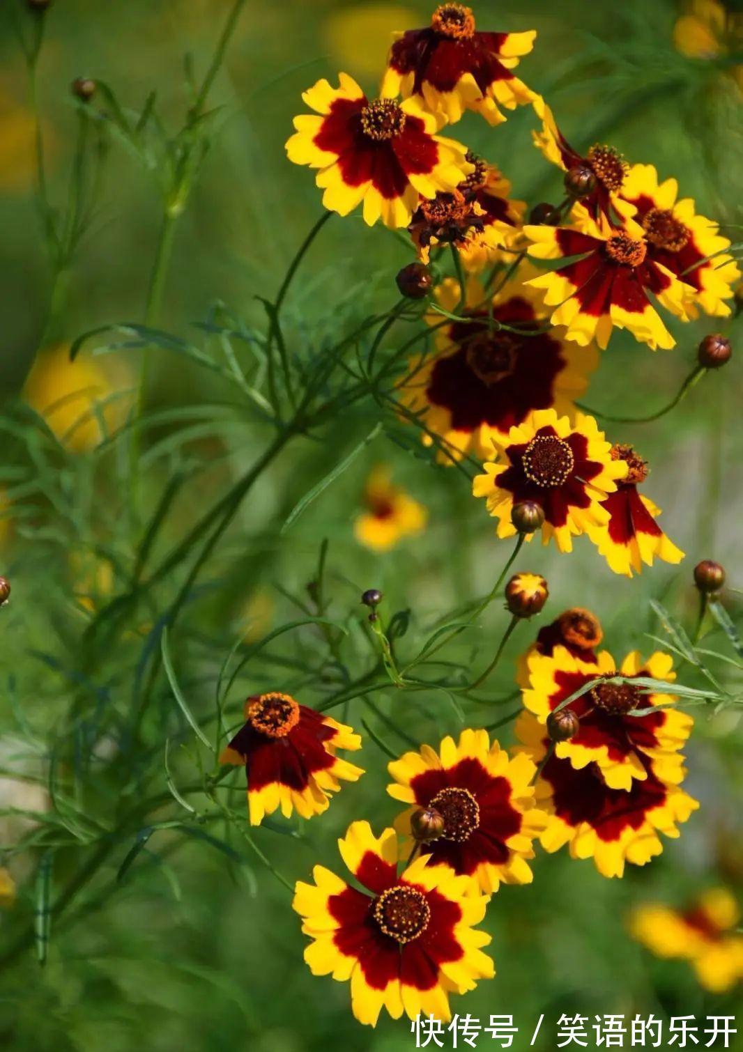 两色金鸡菊的红色斑块很有趣,咱们看到的是美,蜜蜂看到的是蜜!