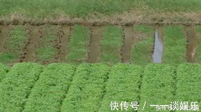 美味佳肴|農村這種野菜，以前只有窮人才吃，現如今卻上了土豪的餐桌！