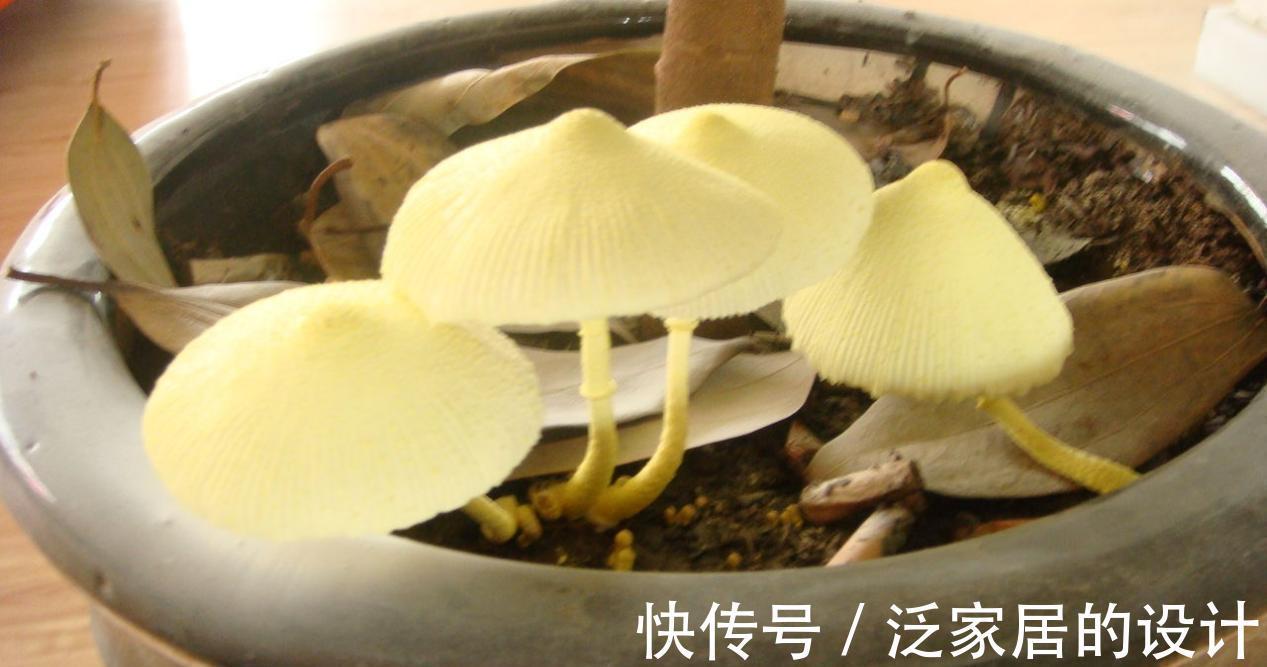 蘑菇|掌握住种植方法，居家盆栽蘑菇，好吃又好玩，观赏也不错