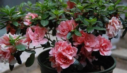 逛花市千万别买这3种花,内藏“猫腻”,买回家很难养活