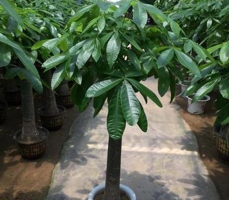 4种花就怕多浇水,烂根,黄叶多,很容易就浇死,你了解嘛