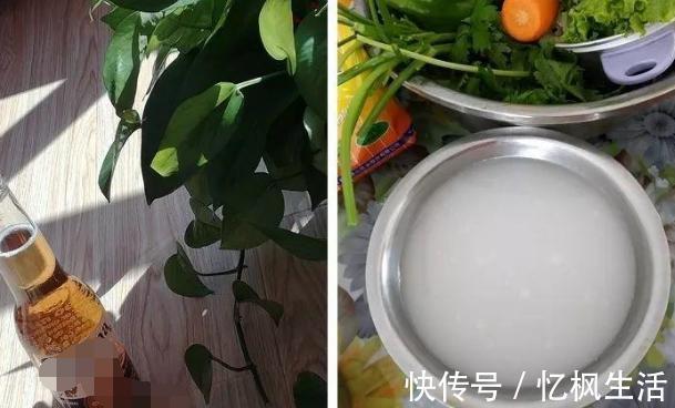 肥料|养花自制肥料小技巧淘米水里加啥营养好