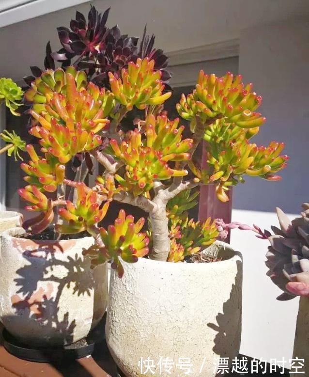 植株|3种花自带“财气”,家里养一盆,财源广进、日子越来越红火