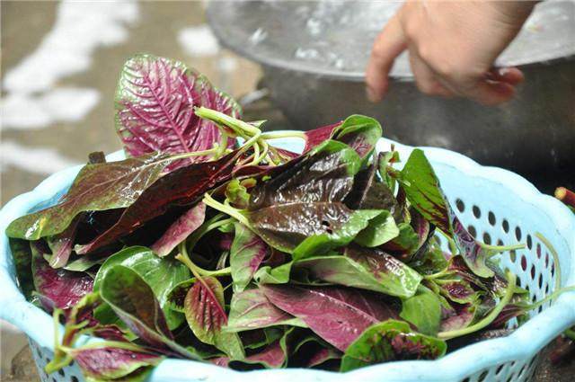 农村|农村这野菜遍地是,很多人就知道吃叶子,却不知道它的根才是一绝