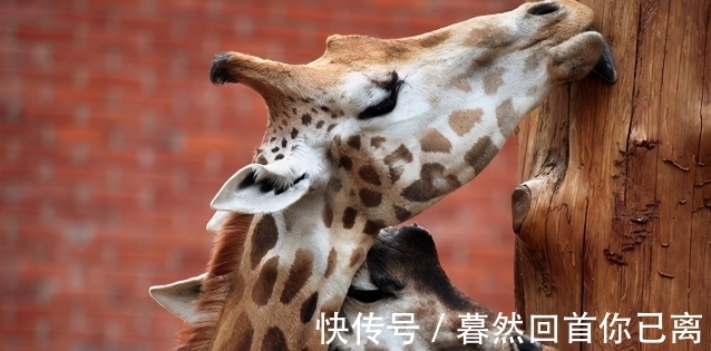 雄性|11个冷知识:或许使用不到,但却使人增长见识的有趣知识