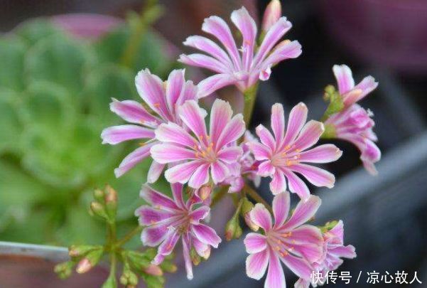 4种花很好养,耐热耐晒更耐旱,株型美观大气,优雅美观