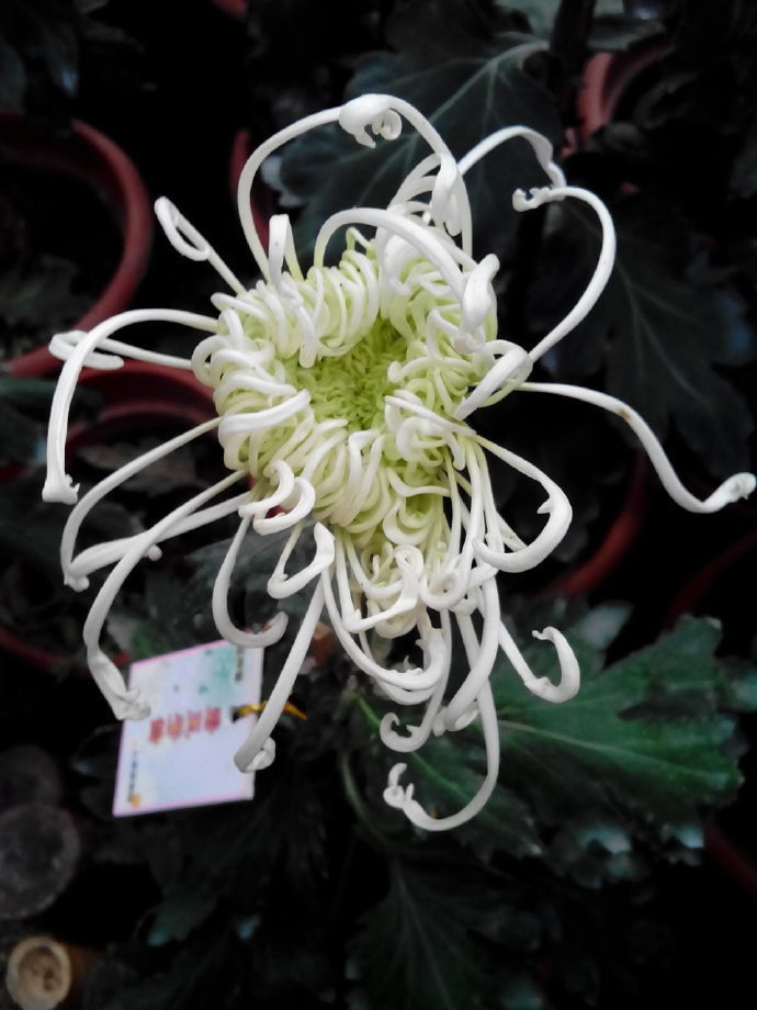 喜欢菊花，不如养盆“菊中珍品”墨蟹，花开如墨，似海蟹横行，美