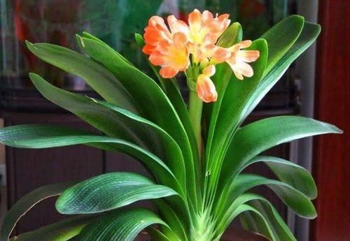 最厉害的养花营养液给君子兰喝一勺，叶片肥绿，秋凉早开花