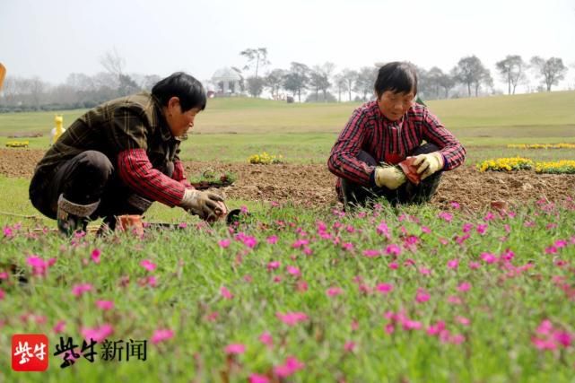 高淳桠溪：国际慢城扮靓景点迎花节