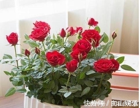 毒碱|家里养花不要瞎眼!这6种花旺财又养人,有2种花是大忌!