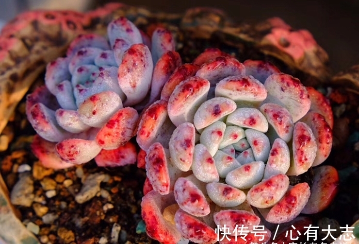 初冬养多肉,给它们来点“神仙水”,不但拍照好看,也不影响上色