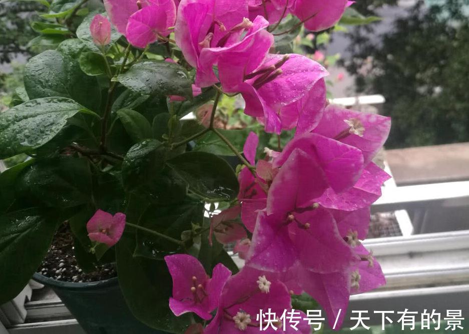 分化|盆栽三角梅该怎么催花?谨记2点,轻松达到目的