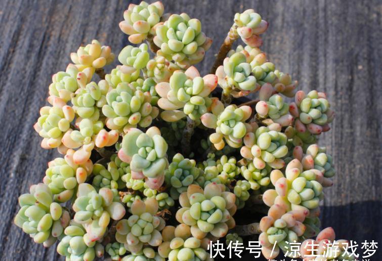 多肉鹿角海棠和劳尔,一个可以打造盆景和赏花,一个出状态后超美