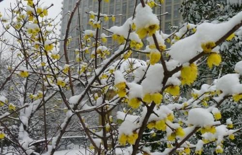 1月，家里养有蜡梅盆栽的花友，你们做好催花的准备了吗？