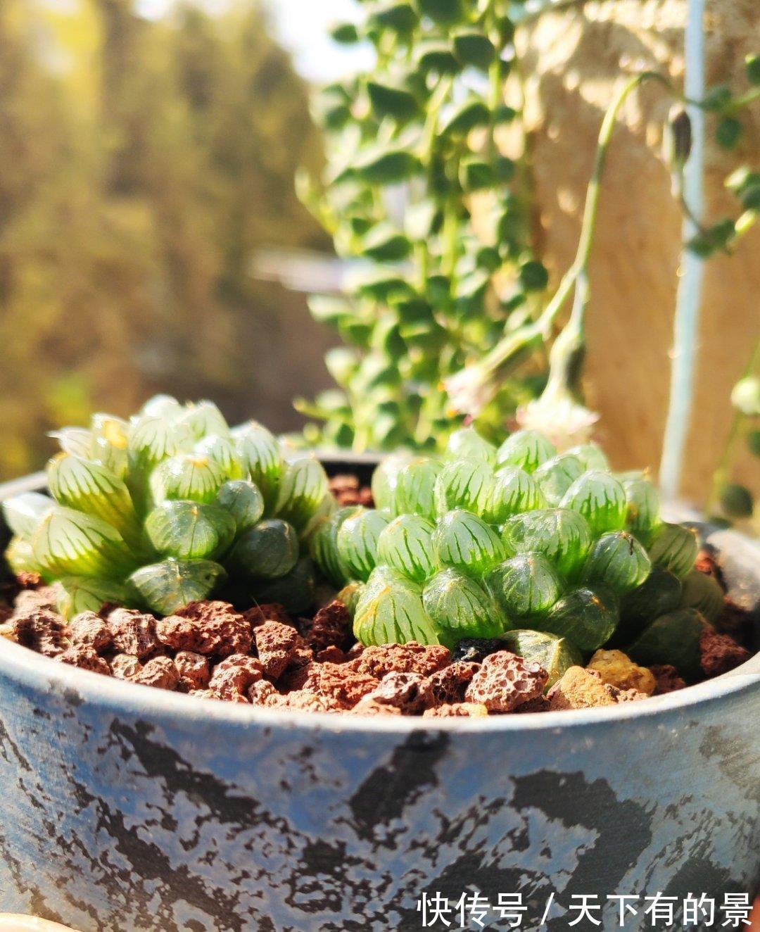 玉露|这“三多肉”怕日晒，放在封闭房间，叶片肥美不徒长，依旧长得旺