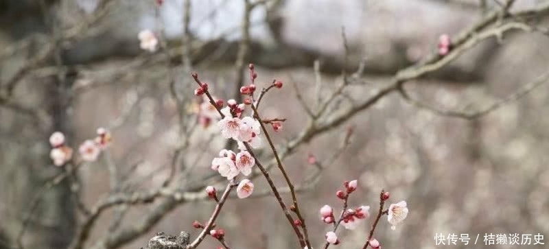 写得极为|陆游78岁时写下的这首咏梅诗,同样很经典,写出了最悲情的梅花