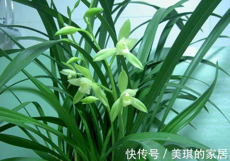 花莛|建兰开花前一个月这样养护，开出来的花又大又香