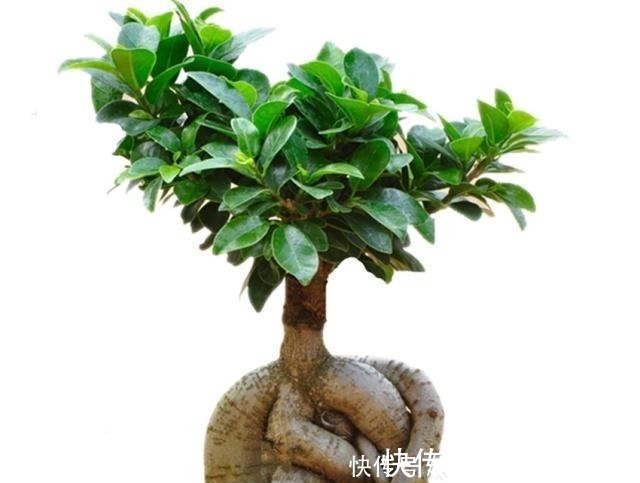 养价值|八种盆栽称为天然盆景，越养越美，越养价值越高、寿命几十年！