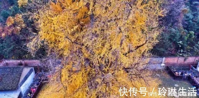 苍劲|这3种盆景可以养成传家宝，再穷也要养，越老越值钱！