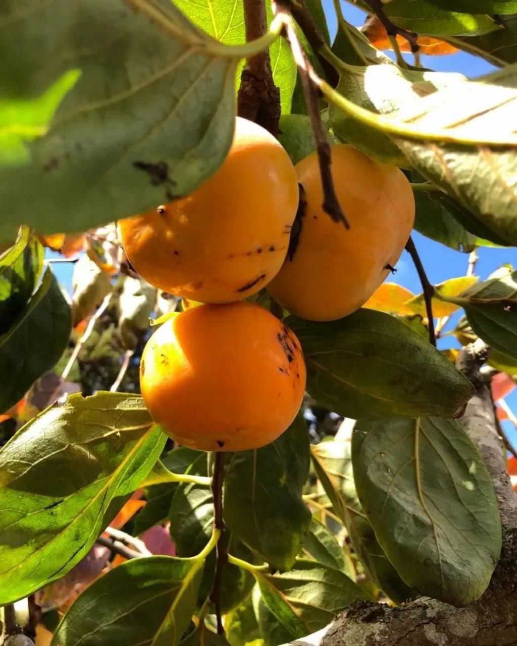 等我老了以后,找个小院陪你养花种菜!