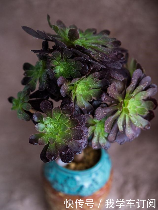 用“生命”开花的3种多肉植物，开完就死，你家有的话要小心！