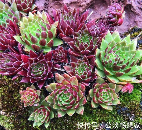 花盆|1种多肉“最好养”，零下20℃冻不死，雪地里“照常”生长