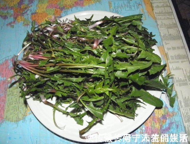 中医|蒲公英泡水喝,是用叶子还是用根茎中医给出回答,受教了
