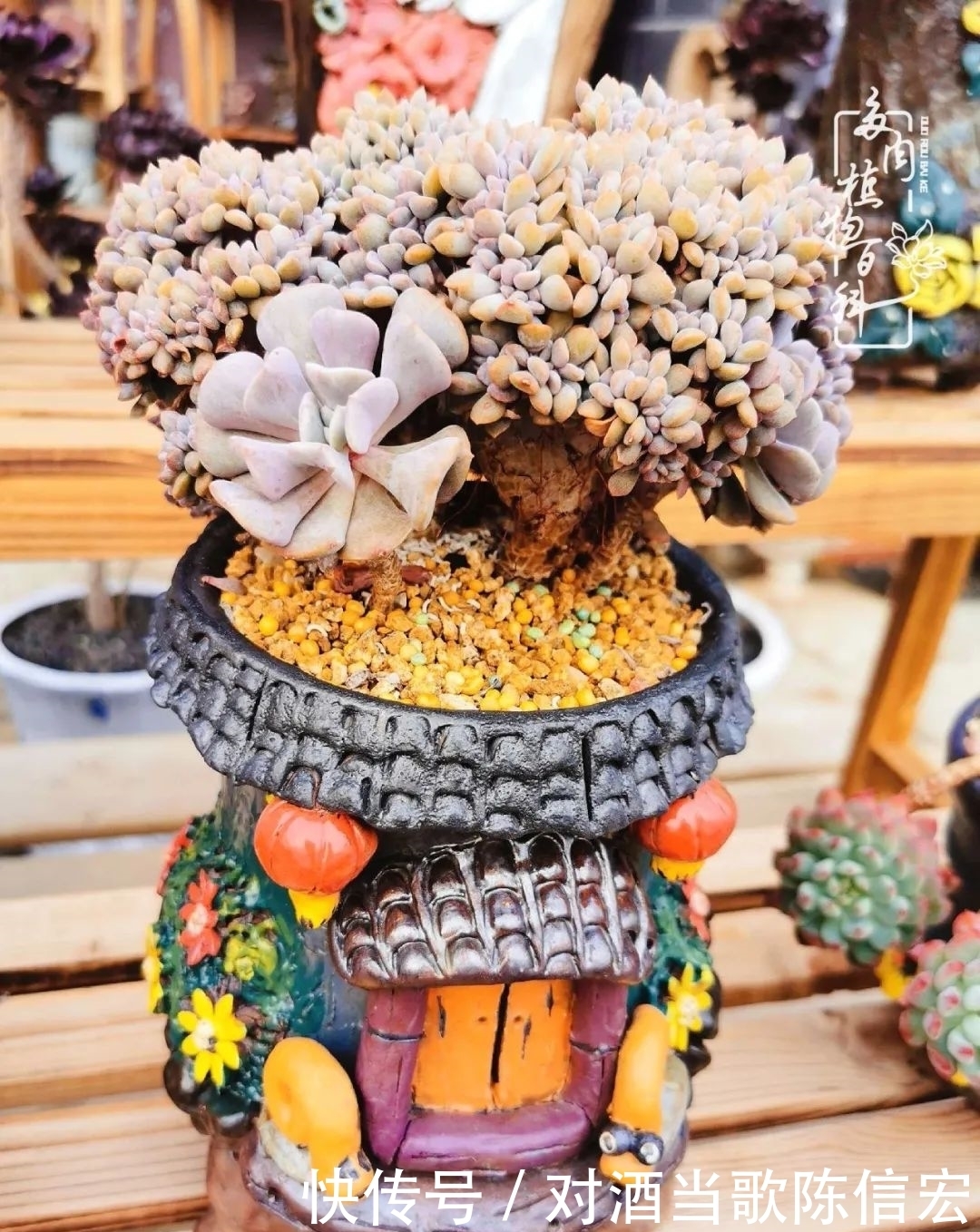 多肉桃花源:别人笑我太疯癫,我笑他人看不穿!