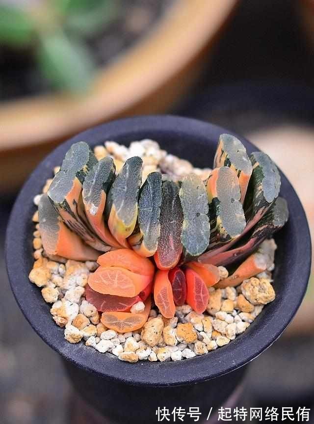 玉扇锦|多肉植物图鉴之玉扇锦