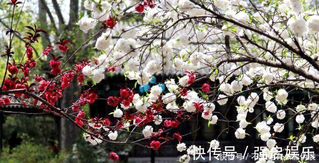 压海棠!众人皆知“一树梨花压海棠”, 那下一句是什么 大多数人对不出来!