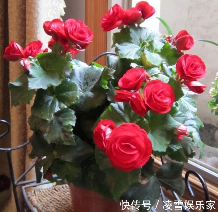 发酵|给花卉“喂”点黄豆,肥力杠杠滴,叶片绿的发油!养花并不难