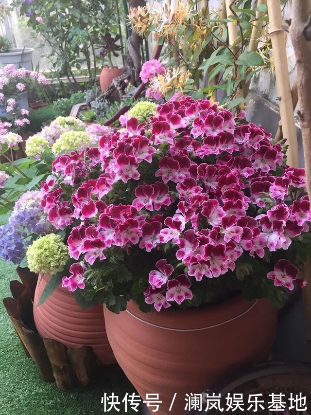 植物|2种“生根水”制好后,往土里浇一点,植物根须就能嗖嗖窜出盆