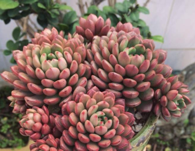 夏天褪色的多肉红宝石,8月教你几个小技巧,养成红艳肉墩子