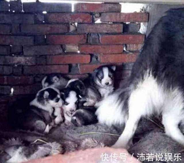 |搞笑外国人:冰薯条VS热薯片,哪个会是你喜欢的