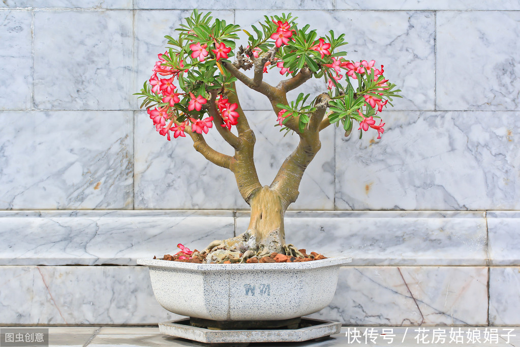 玉树|这6种花,30天不浇水也没事,只需要有散射光,就能活的很好