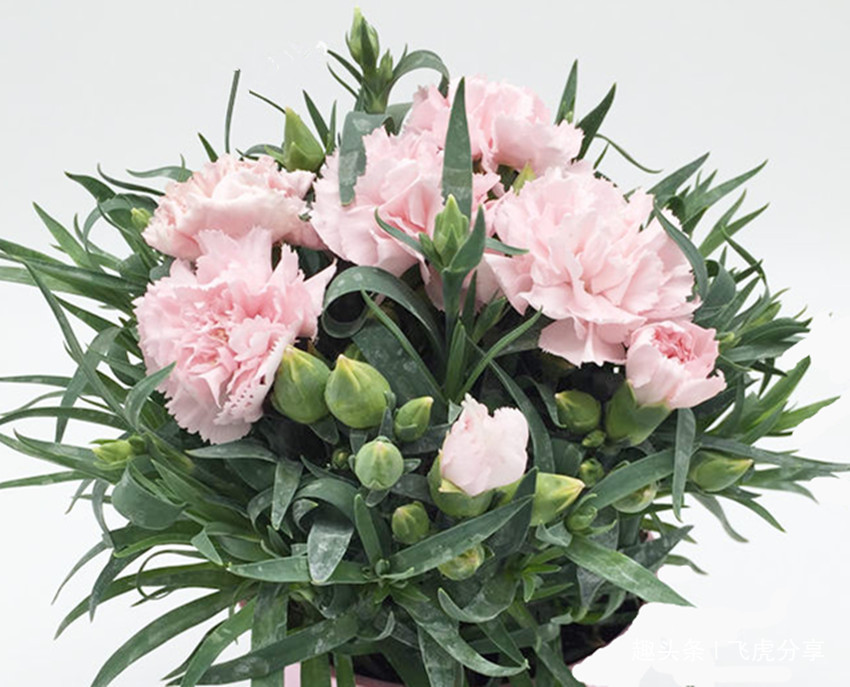 养花不要乱施肥,花卉缺什么看叶就知道,科学施肥才能养好花