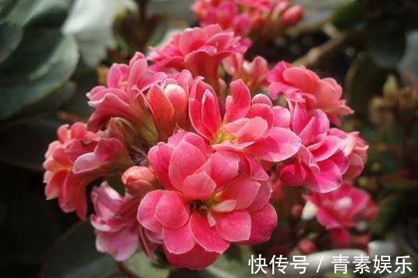 盆栽长寿花，这样来养护，开花特别多，花色特别艳！