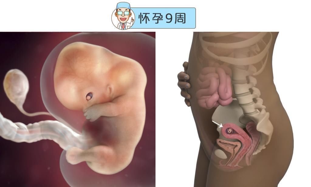 婴儿|最全的怀孕周期图鉴,感受从受精卵到婴儿的神奇变化!
