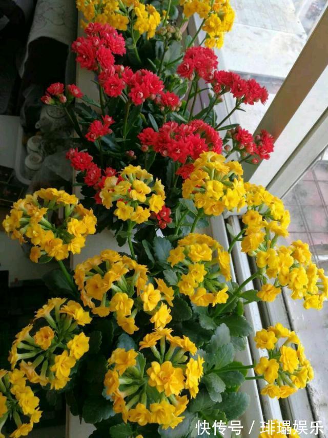 家里常扔的一种“皮”,水里泡一泡,浇花响当当,叶片肥壮花儿旺