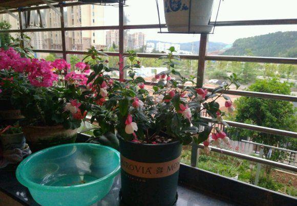 4种女神花,名字好听花更美,颜值超高的