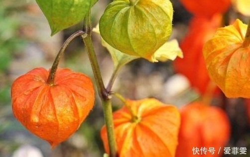 浆果|房屋边上一长相似“灯笼”的野草,浆果口感味道好,还能治肝炎