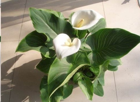 风信子|这18种超级好养的植物,养花新手也能养的很好!