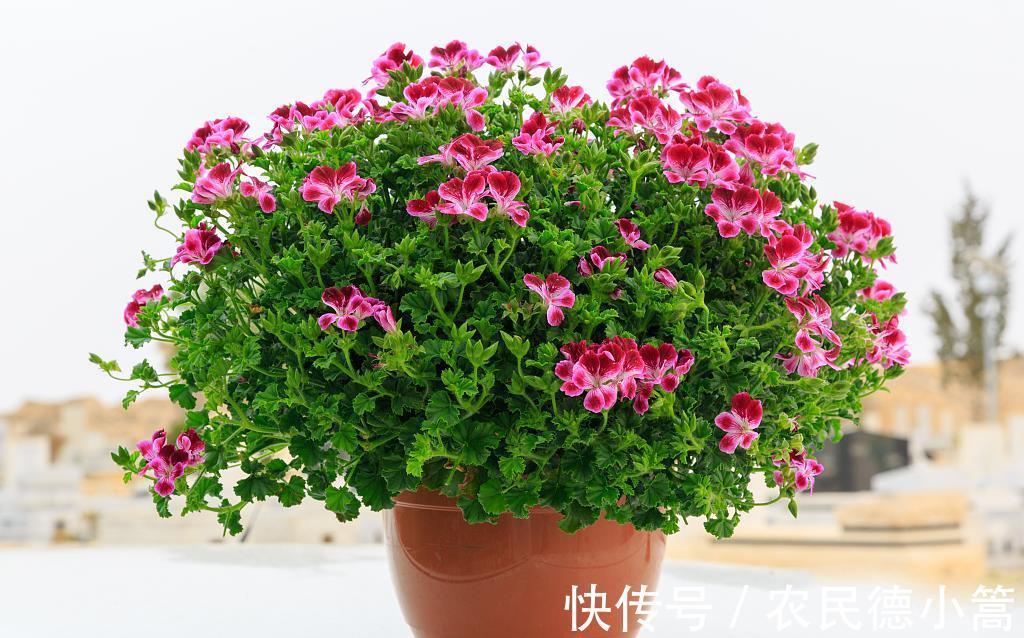 浇花|几种水别随便用来浇花，不但长不好，还会变得越来越差