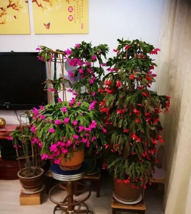 一棵长寿的花，124个花箭，开花，锅盖打开的方法